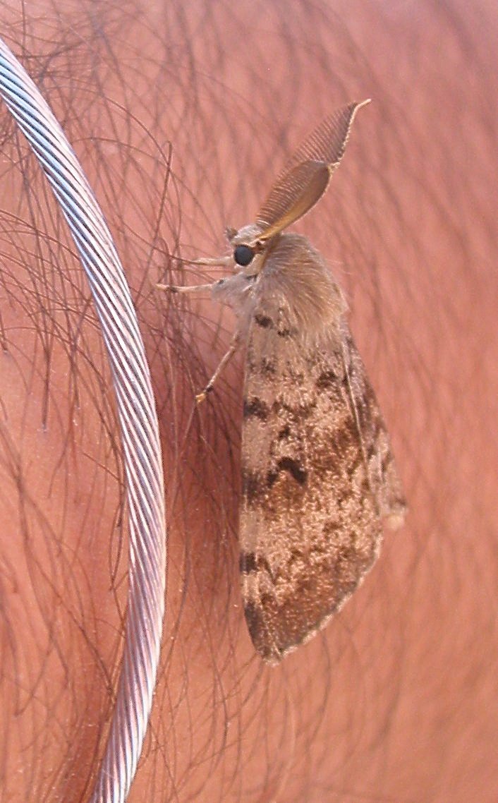 Maschio di Lymantria dispar?  S !